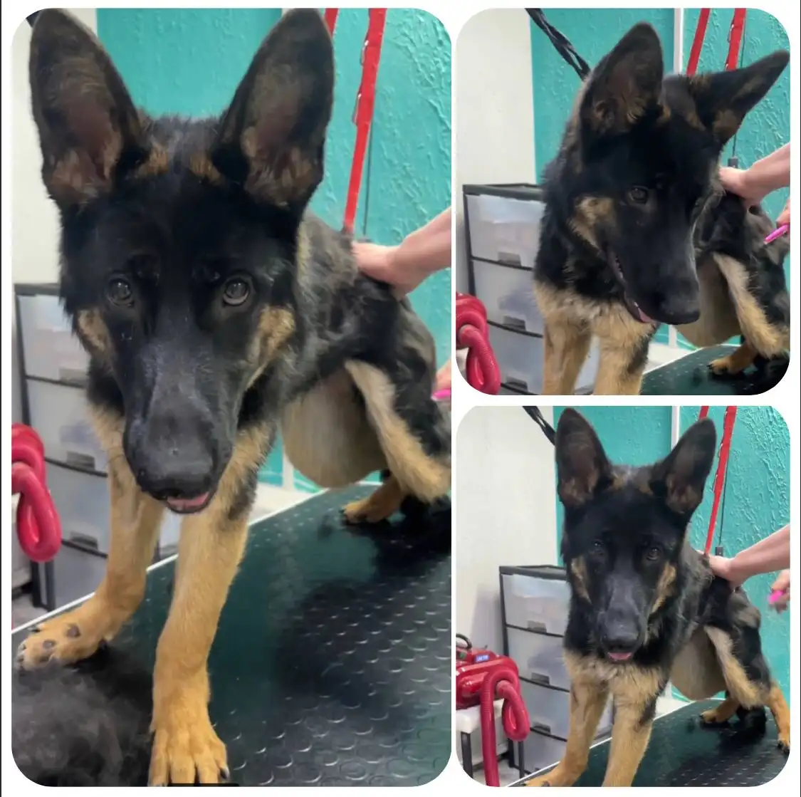 Поиск дома для кошки Фреи с особенностями здоровья - Кошки (Животные) в Тюмень