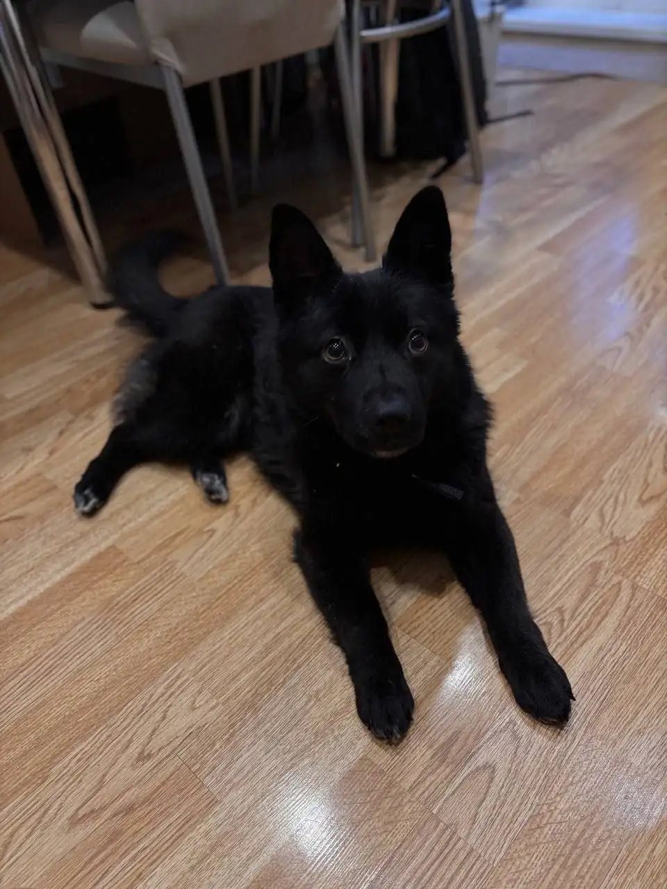 Тося собака ищет хозяев - Собаки (Животные) в Тюмень