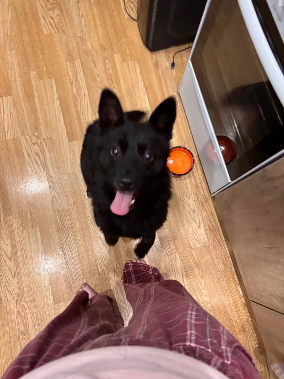 Тося собака ищет хозяев - Собаки (Животные) в Тюмень