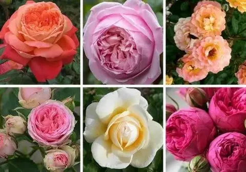 Сбор заявок на саженцы роз - Садоводство и комнатные растения в Красноярск