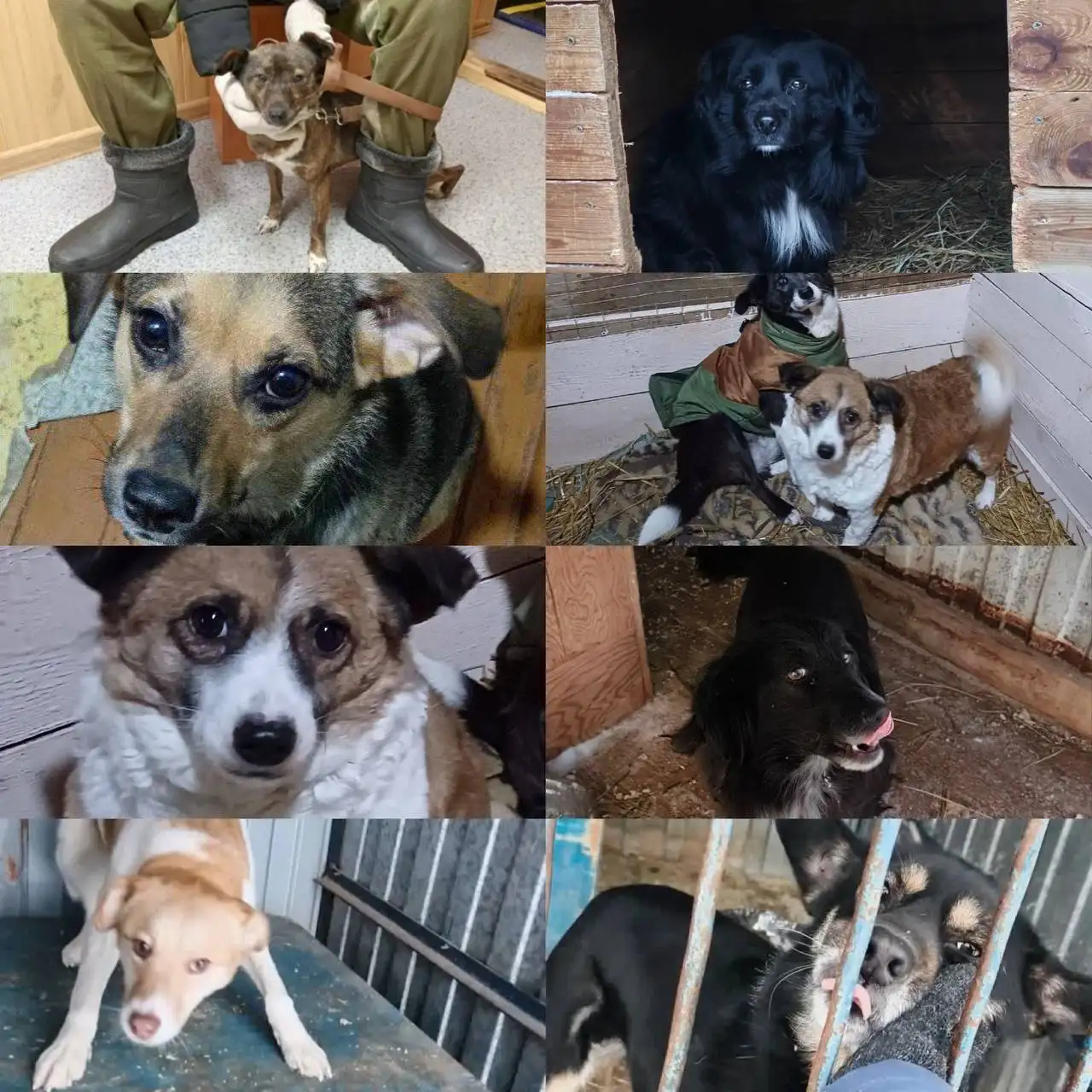 Собачки для домашнего содержания - Собаки (Животные) в Тюмень