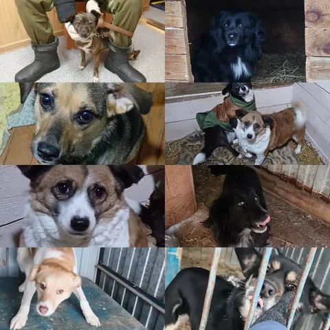 Собачки для домашнего содержания - частное объявление в Тюмень