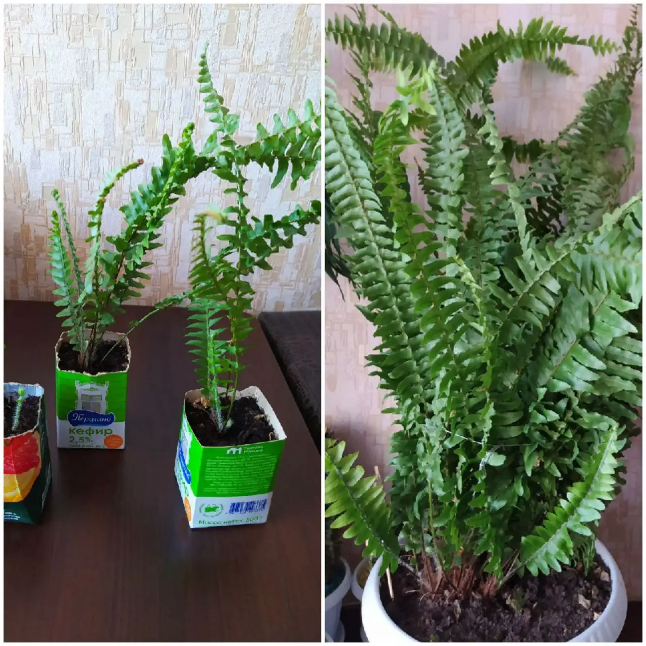 Папоротник домашний неприхотливый - Растения (Барахолка) в Тюмень