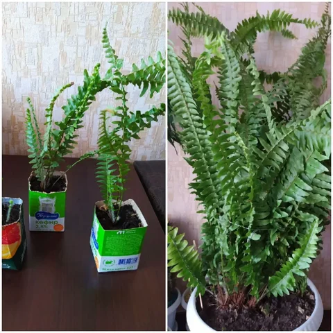 Папоротник домашний неприхотливый - частное объявление в Тюмень