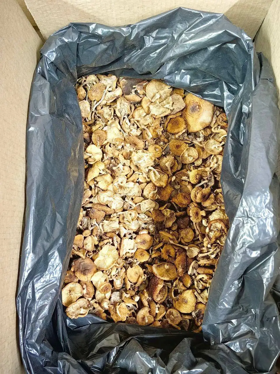 Продажа грибов разных сортов - Продукты питания (Барахолка) в Тюмень