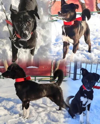 Щенок Молли 6 месяцев ищет дом - Животные в Тюмень