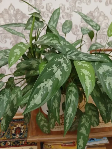 Аглаонема - Мангальные комплексы в Тюмень