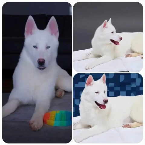 Ищет дом для кошки Шорти - Животные в Тюмень