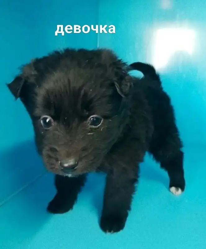 Щенки для дома в Тюмени - Собаки (Животные) в Тюмень