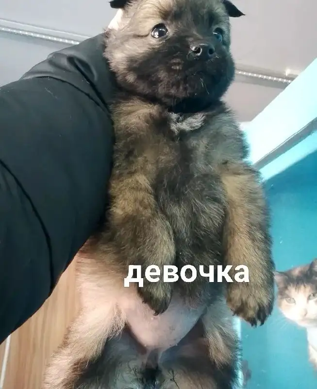 Щенки для дома в Тюмени - Собаки (Животные) в Тюмень