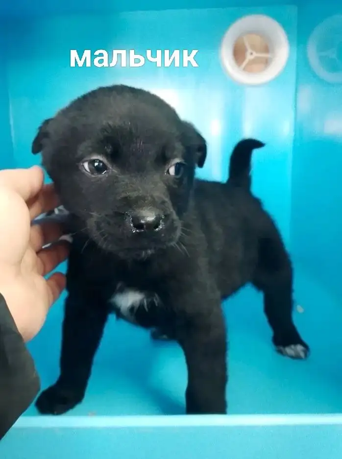 Щенки для дома в Тюмени - Собаки (Животные) в Тюмень