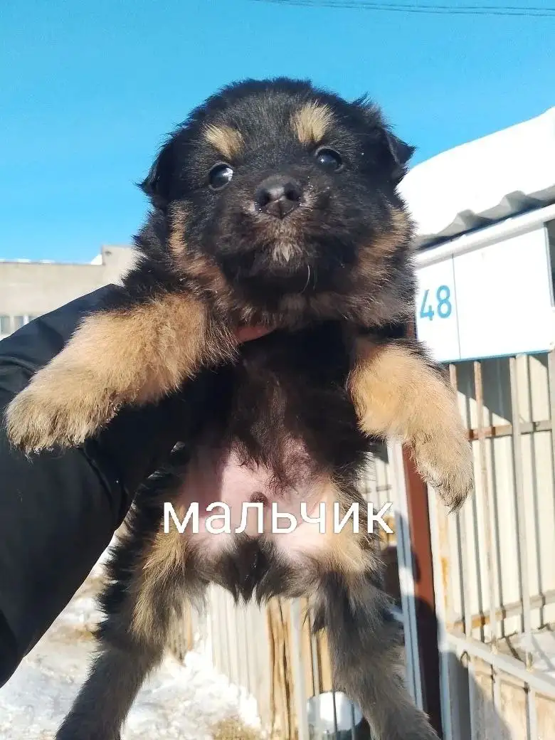 Щенки для дома в Тюмени - Собаки (Животные) в Тюмень