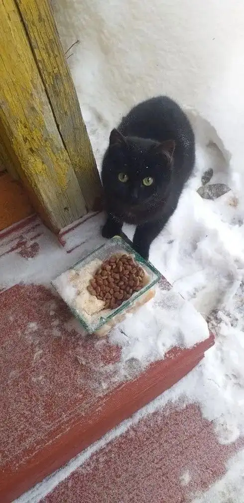 Котёнок 5 месяцев ищет дом - Кошки (Животные) в Заводоуковск