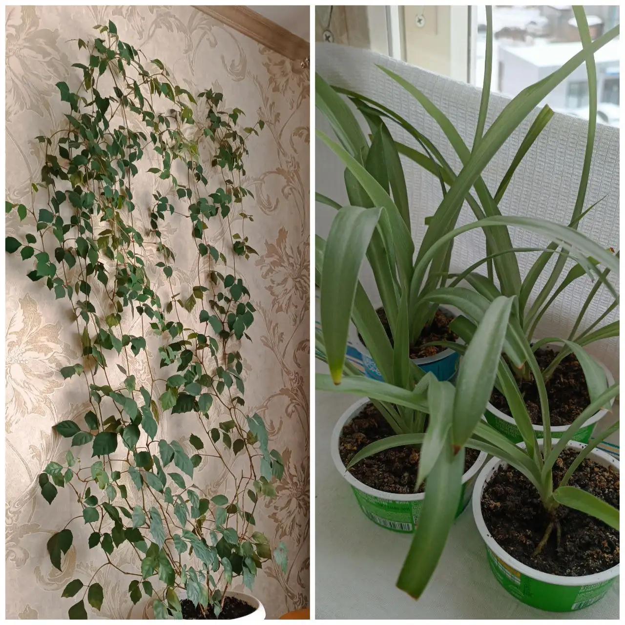 Продажа комнатных растений: Циссус и Хлорофитум - Комнатные растения (Хобби и отдых) в Тюмень