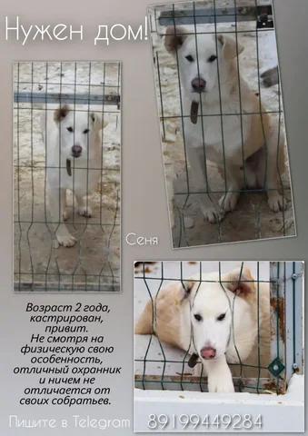 Телефон для связи - Растения/Семена в Тюмень