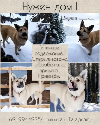 Отличная охрана Берта - Сельскохозяйственные животные в Тюмень