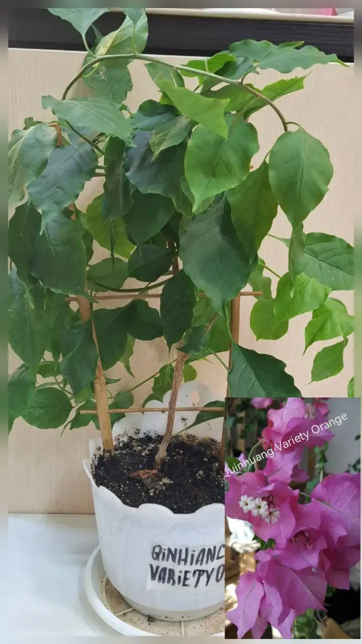 Продам взрослые кусты Бугенвиллии - Садоводство (Хобби и отдых) в Тюмень