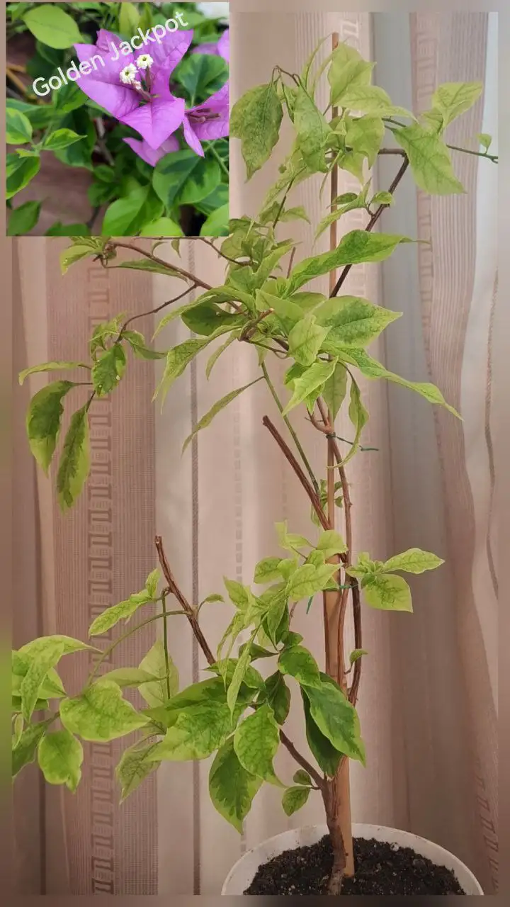 Продам взрослые кусты Бугенвиллии - Садоводство (Хобби и отдых) в Тюмень