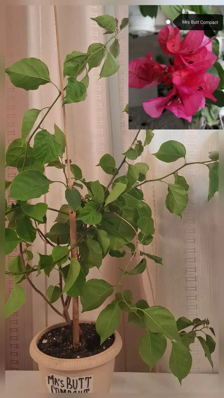 Продам взрослые кусты Бугенвиллии - Садоводство (Хобби и отдых) в Тюмень