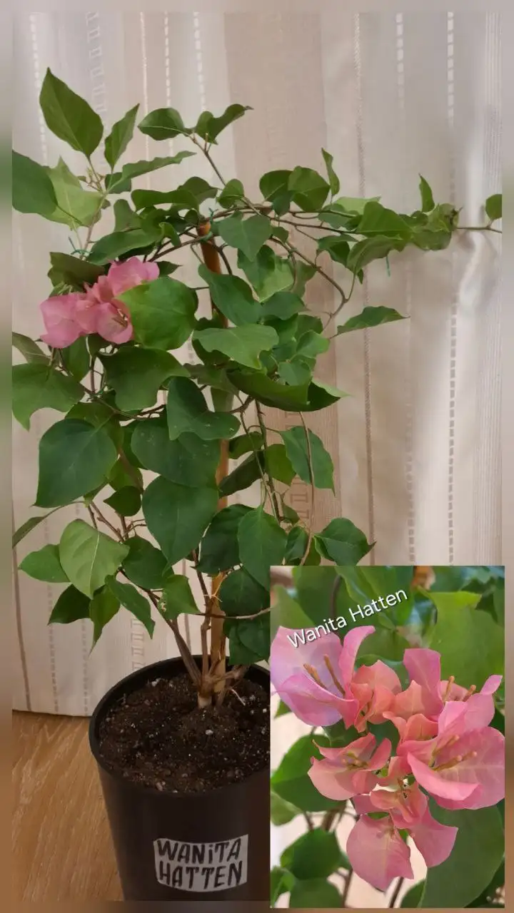 Продам взрослые кусты Бугенвиллии - Садоводство (Хобби и отдых) в Тюмень