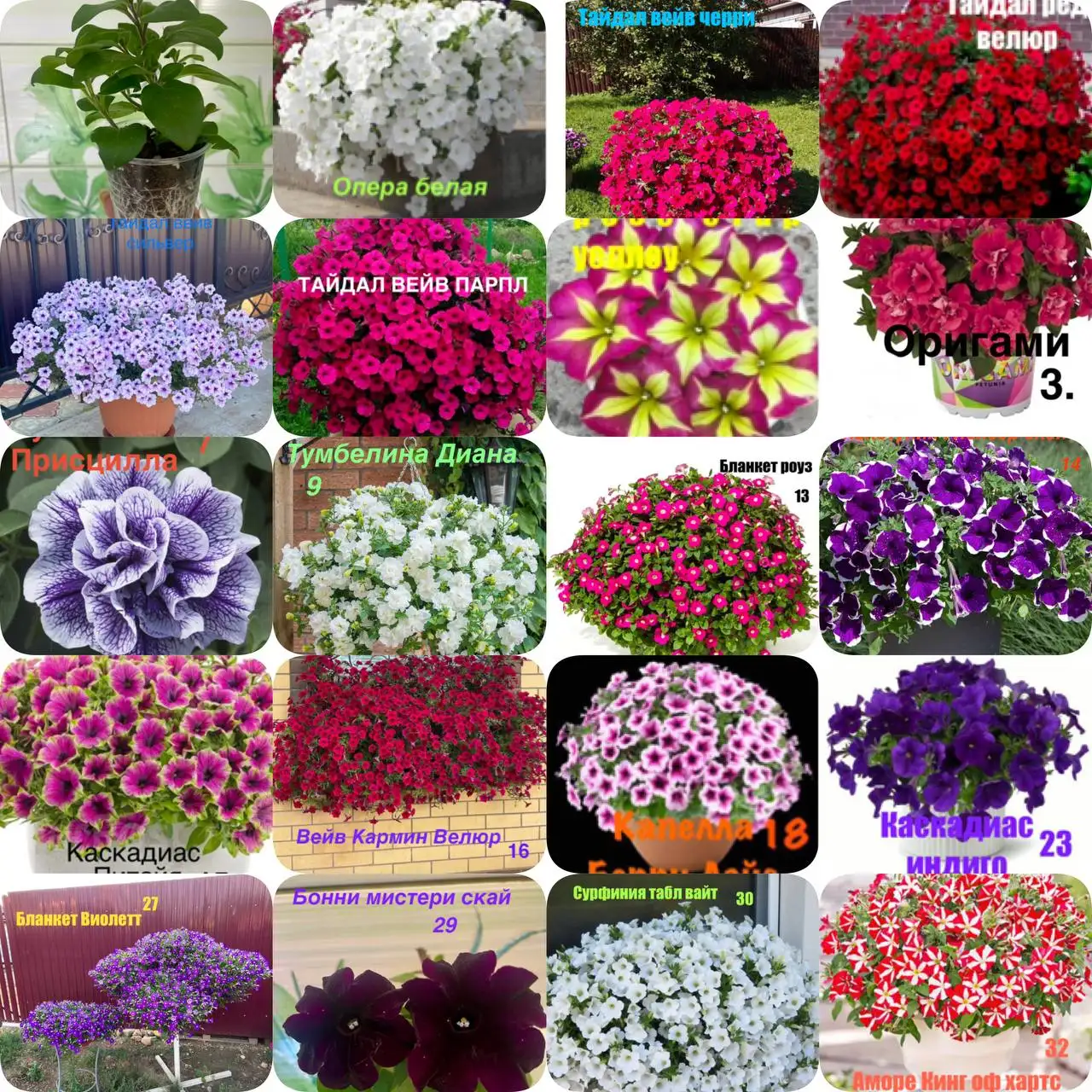 Продажа укорененных черенков петунии и других растений - Растения/Садоводство (Хобби и отдых) в Тюмень