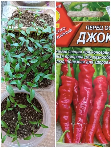 Перец для пикировки сладкий красный толстостенный кубовидный и горький Джокер - Мотоциклы в Тюмень