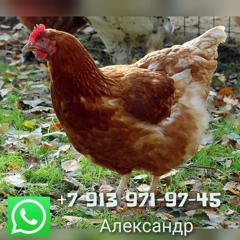 Продажа кур-несушек в Тюмени - Сельскохозяйственные животные в Тюмень