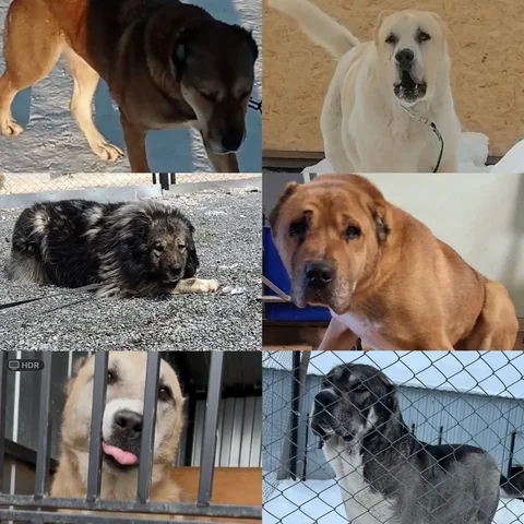 Алабаи для дома, семьи и охраны - Мясо и мясные продукты в Тюмень