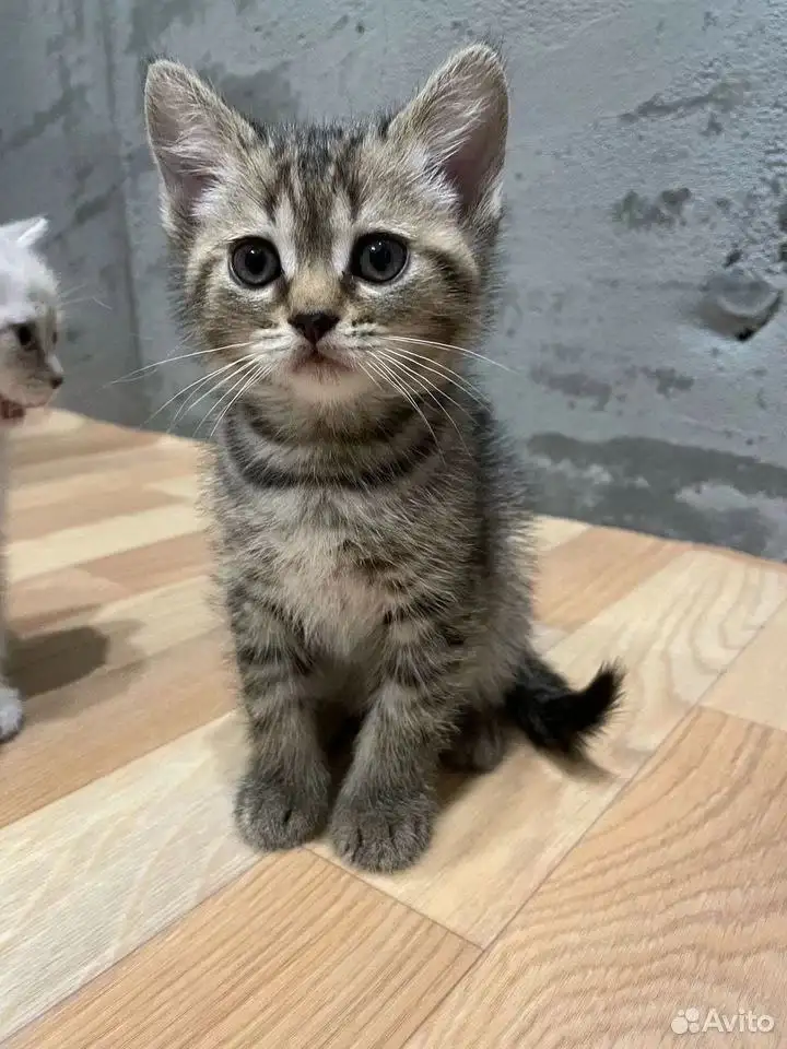 Котенок в Тюмени - Кошки (Животные) в Тюмень