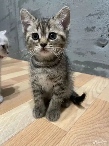 Котенок в Тюмени - Мясо и мясные продукты в Тюмень