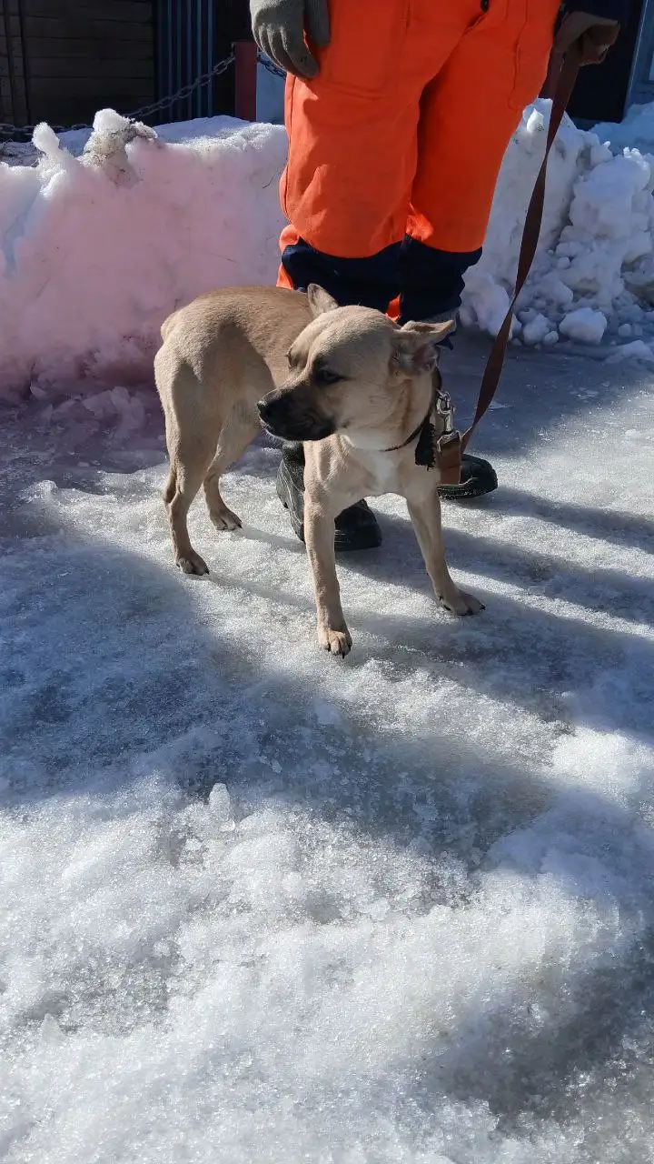 Собака из приюта в Ялуторовске ищет дом - Собаки (Животные) в Ялуторовск