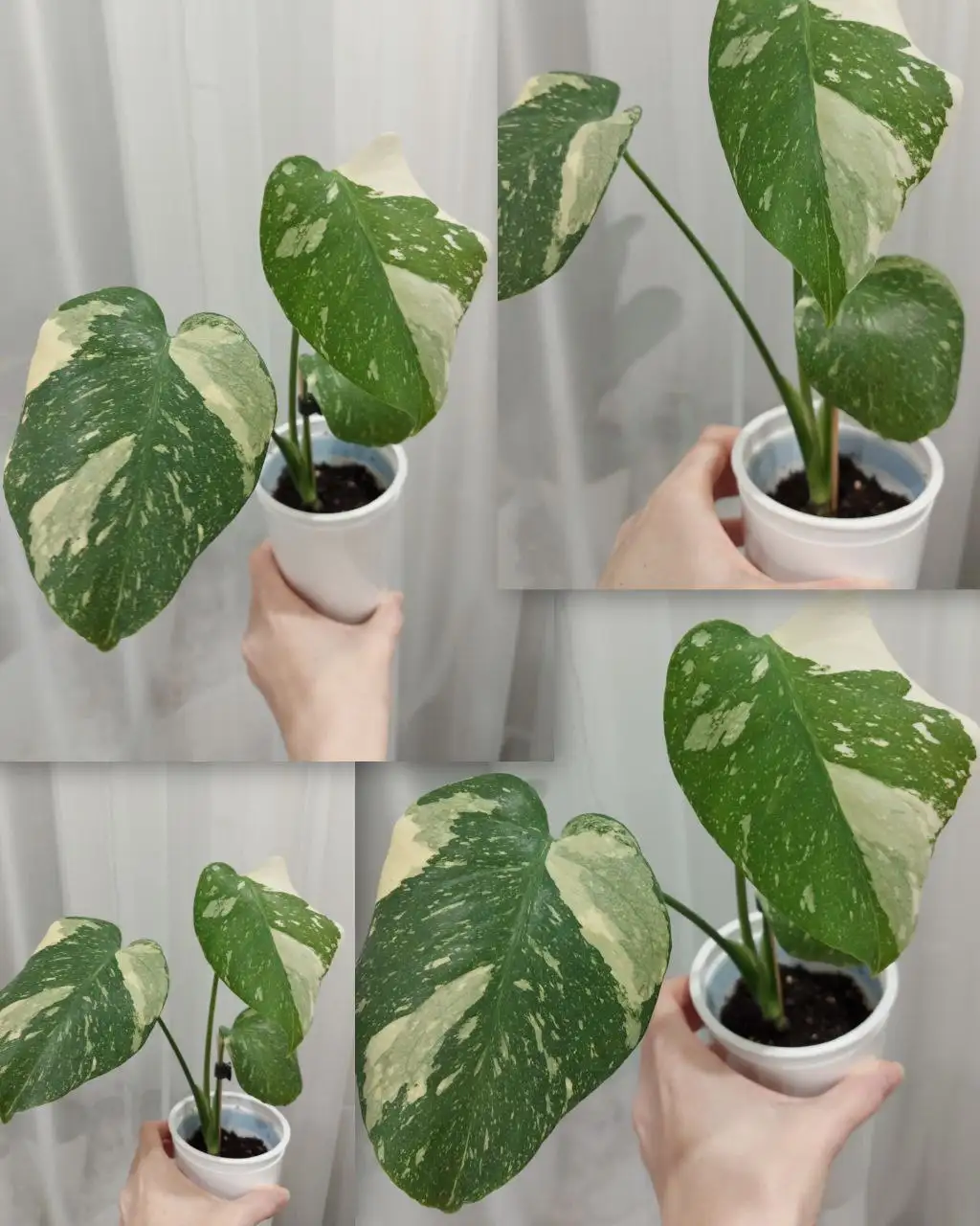 Монстера тайское созвездие - Комнатные растения (Хобби и отдых) в Тюмень