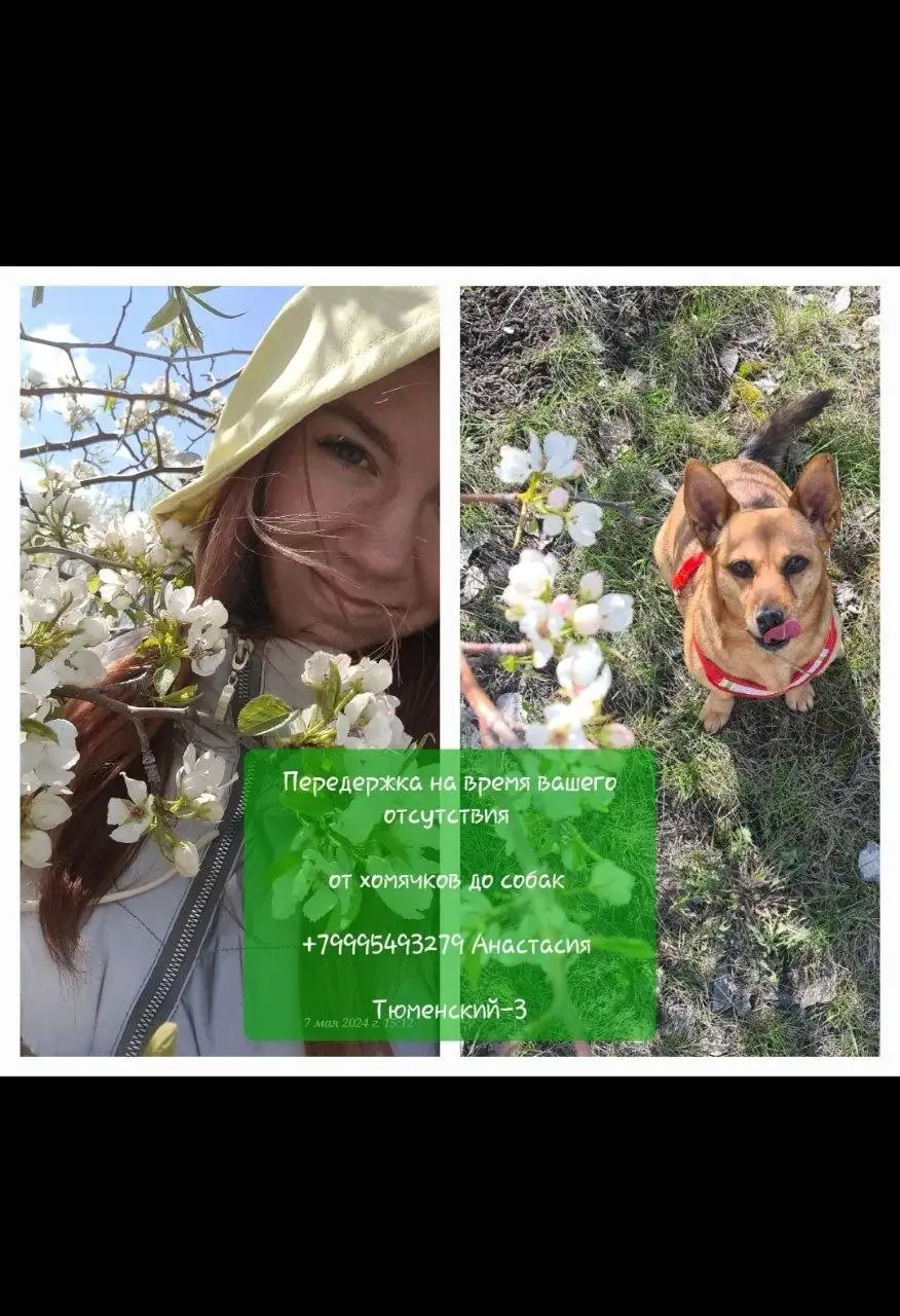 Домашняя передержка для животных - Передержка животных (Услуги) в Тюмень