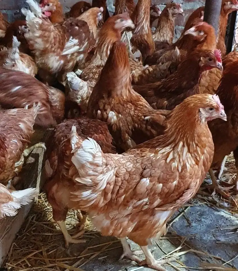 Продажа молодых курочек и петушков Браун ник - Птица (Животные) в Тюмень