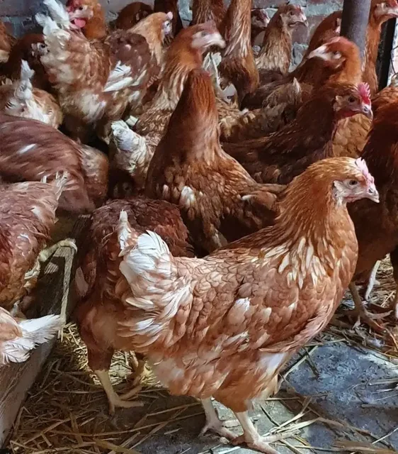 Продажа молодых курочек и петушков Браун ник - Мясо и мясные продукты в Тюмень