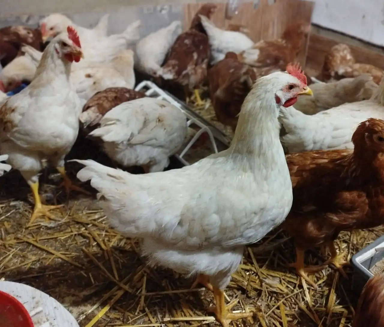 Продажа молодых курочек и петушков Браун ник - Птица (Животные) в Тюмень
