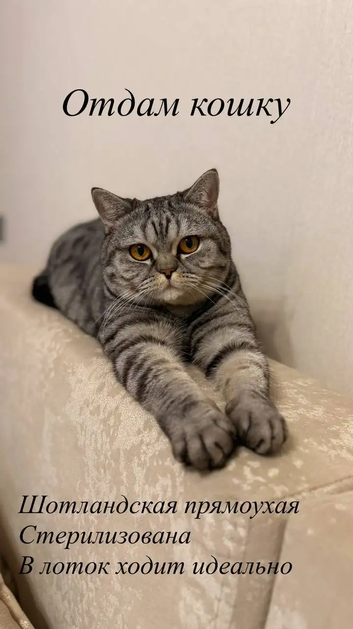 Продам кровать с матрасом - Мебель (Для дома и дачи) в Тюмень