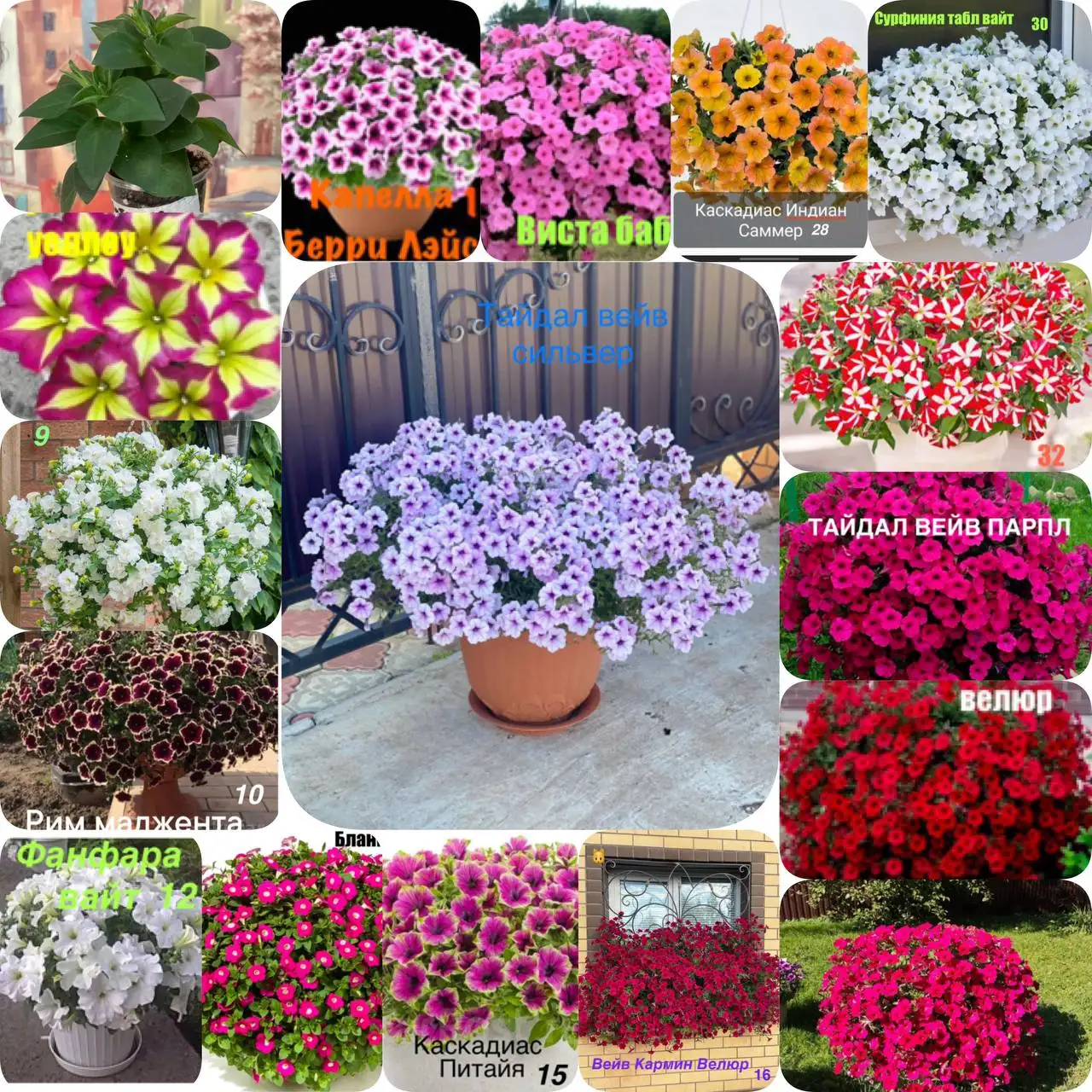 Продажа укорененных черенков петунии и других растений - Растения/Садоводство (Хобби и отдых) в Тюмень