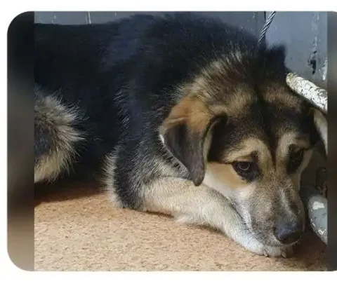 Щенок ищет дом в Тюмени - Животные в Тюмень