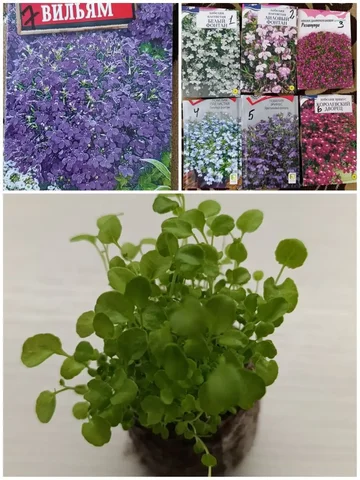 Рассада лобелии в торфяных таблетках - Ручная работа в Тюмень