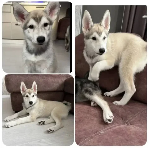 Кобель Том ищет дом в Тюмени - Товары для животных в Тюмень