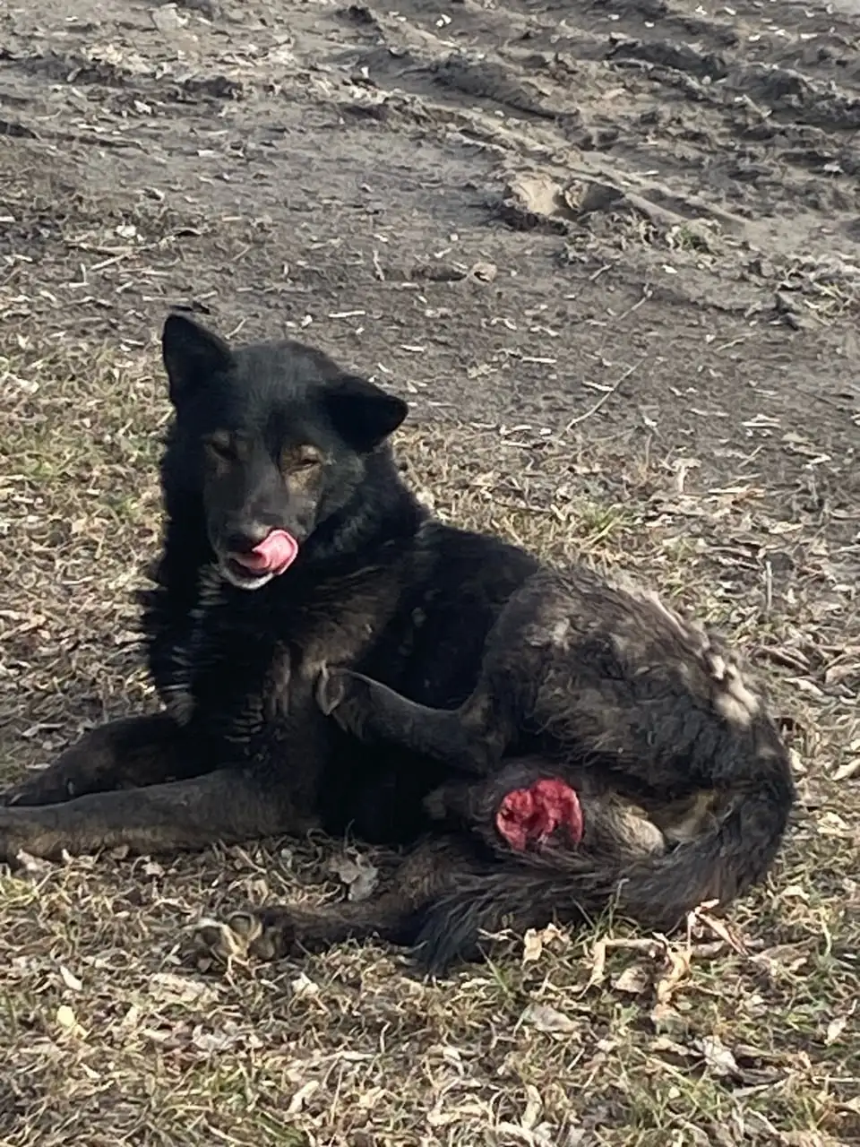 Срочно нужна передержка для больной собаки в Тюмени - Передержка животных (Услуги) в Тюмень