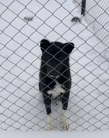 Крупный кастрированный пес с подрезанными ушами ищет дом - частное объявление в Тюмень