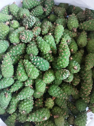 Продажа сосновых шишек заморозкой россыпью - Электроинструмент в Тюмень