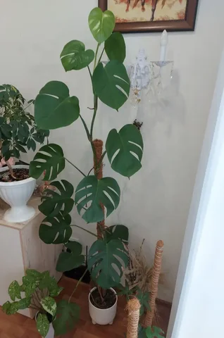Продам молодую монстеру 170 см - Электроинструмент в Тюмень
