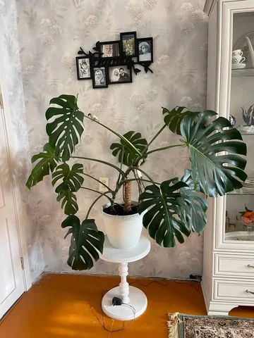 Продам манстеру 3 года 120см - частное объявление в Тюмень