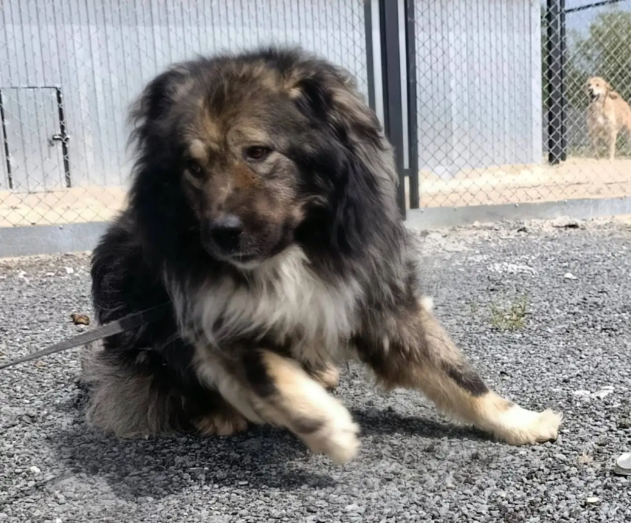 Отдам собаку в добрые руки - Собаки (Животные) в Тюмень