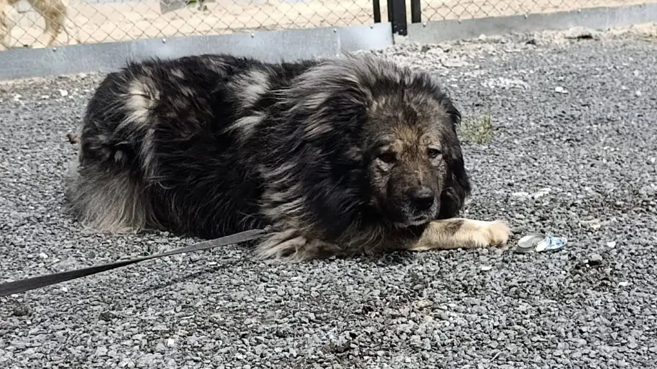 Отдам собаку в добрые руки - Собаки (Животные) в Тюмень