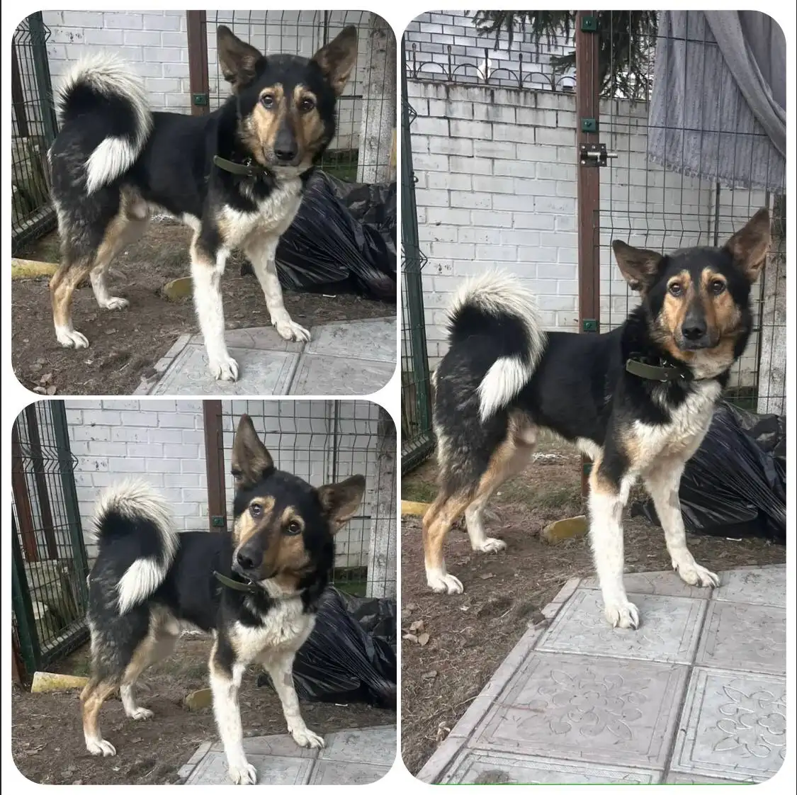 Кот Камыш ищет дом - Кошки (Животные) в Тюмень