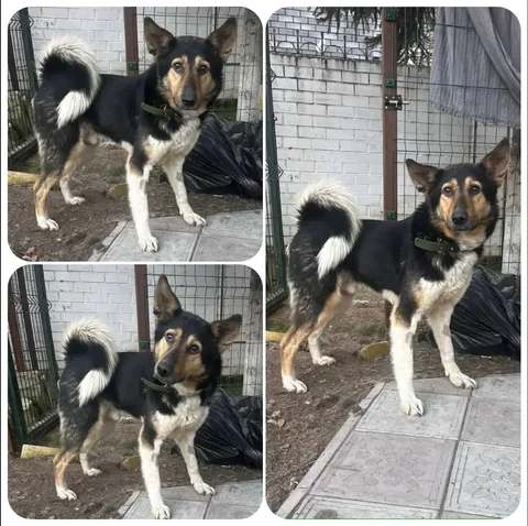 Кот Камыш ищет дом - Товары для животных в Тюмень